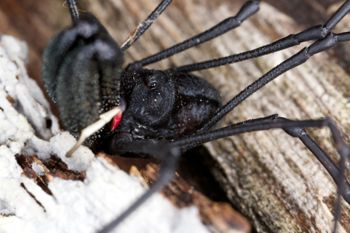 Media type: image; Invertebrate Zoology 29275